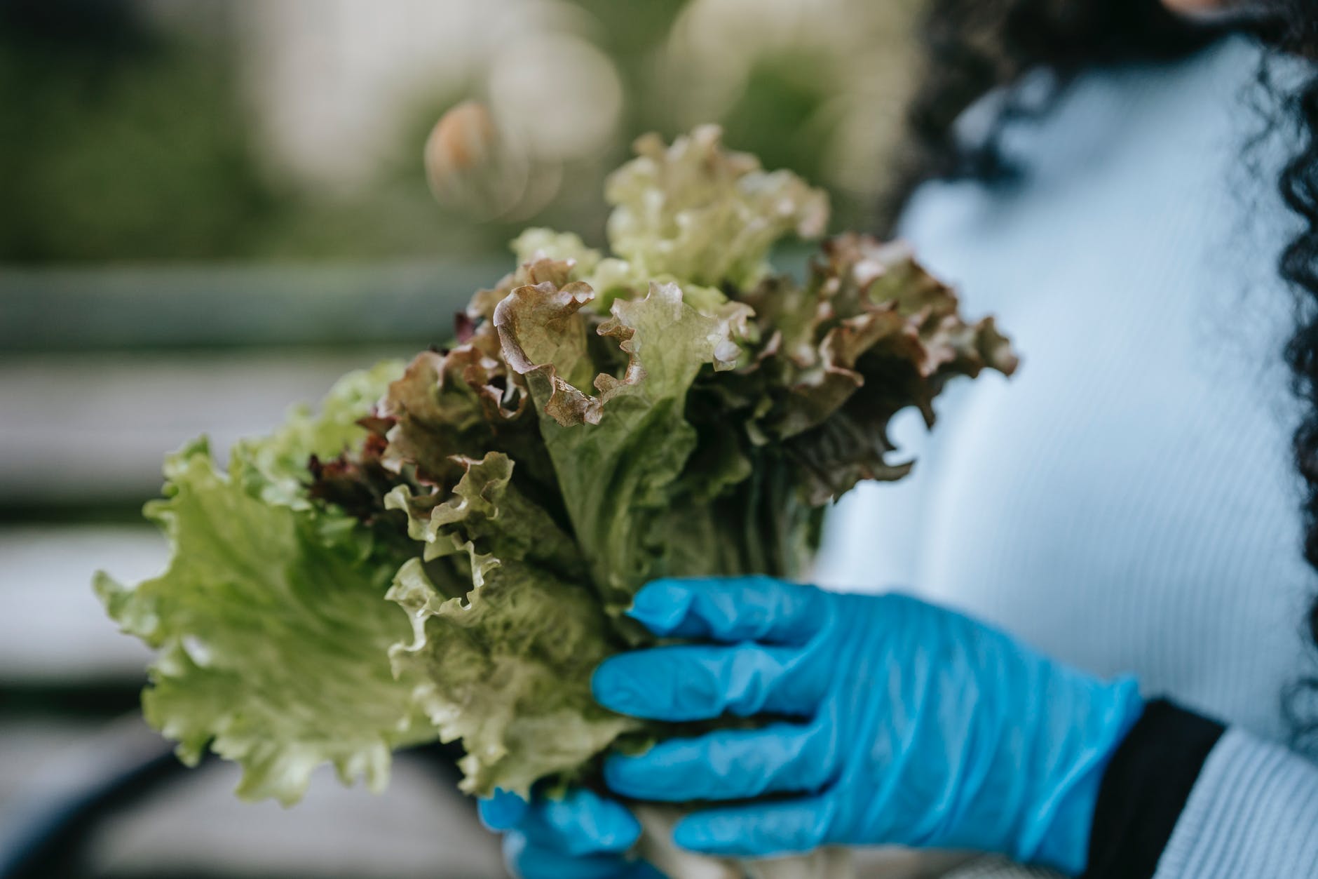 unrecognizable woman in gloves with lettuce leaves in street