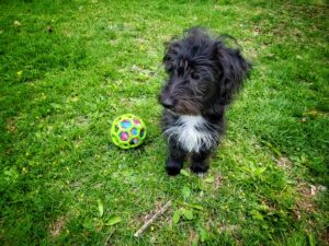 Read more about the article How did Fergus’s first trip to the vet go?