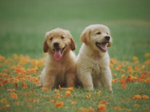 Read more about the article Taking Your Dog to Puppy Training Classes – How to Improve Your Chances of Success